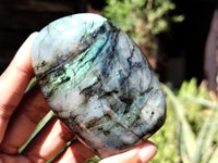 Polished Labradorite Standing Free Forms x 6 From Tulear, Madagascar