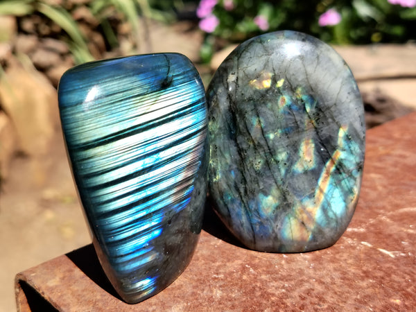 Polished Labradorite Standing Free Forms x 6 From Tulear, Madagascar