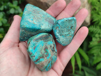 Polished Shattuckite with Azurite and Chrysocolla Free Forms x 12 From Congo