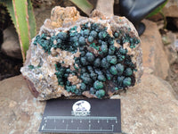 Natural Ball Malachite On Quartz Matrix Specimen x 1 From Kambove, Congo