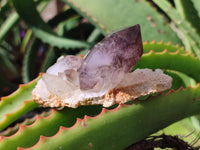 Natural Window Amethyst Quartz Clusters x 6 From Brandberg, Namibia