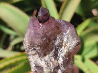 Natural Window Amethyst Quartz Clusters x 6 From Brandberg, Namibia