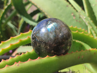 Polished Labradorite Spheres x 6 From Tulear, Madagascar