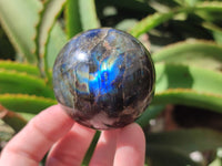 Polished Labradorite Spheres x 6 From Tulear, Madagascar