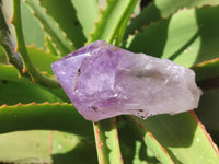 Natural Jacaranda Amethyst Quartz Crystals x 12 from Mumbwa, Zambia