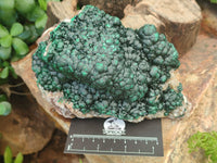 Natural Ball Malachite On Dolomite Matrix Specimen x 1 From Kambove, Congo