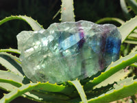 Polished On One Side Watermelon Fluorite x 6 From Uis, Namibia