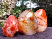 Polished Carnelian Standing Free Forms x 5 From Madagascar