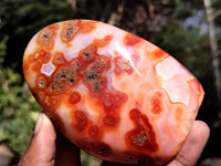 Polished Carnelian Standing Free Forms x 5 From Madagascar