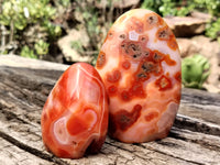 Polished Carnelian Standing Free Forms x 5 From Madagascar