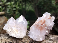 Natural Amethyst Cactus Spirit Quartz Clusters x 12 From Boekenhouthoek, South Africa