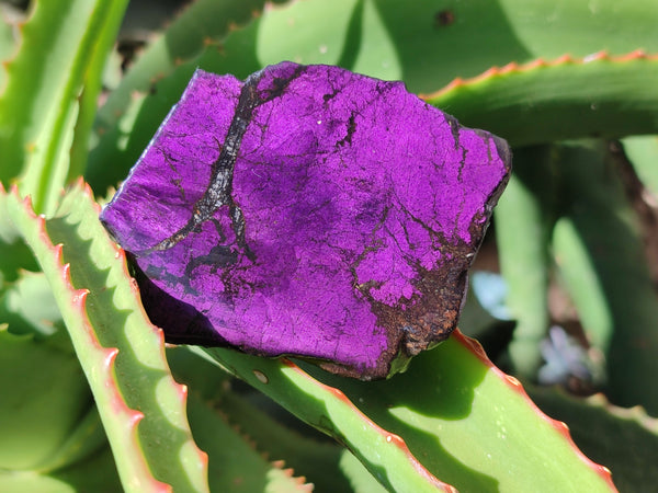 Polished On One Side Purpurite x 12 From Namibia