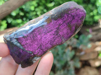 Polished On One Side Purpurite x 12 From Namibia