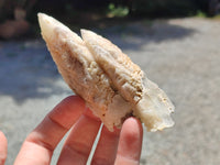 Natural Drusy Quartz Coated Calcite Pseudomorph Specimens x 12 From Alberts Mountain, Lesotho