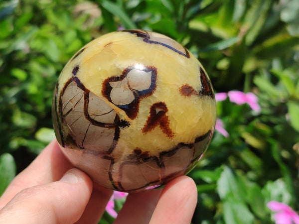 Polished Septerye Spheres x 4 From Mahajanga, Madagascar