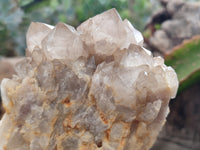 Natural Smokey Phantom Quartz Clusters x 2 From Luena, Congo