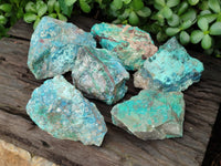 Natural Shattuckite with Azurite and Chrysocolla Specimens x 6 From Namibia