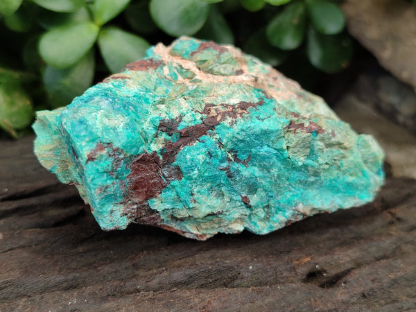 Natural Shattuckite with Azurite and Chrysocolla Specimens x 6 From Namibia