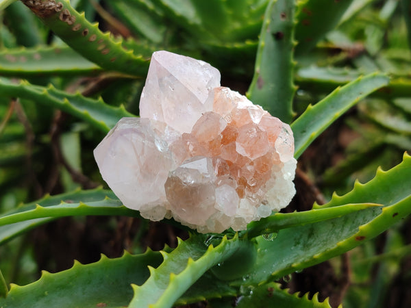 Natural Amethyst Spirit Quartz Clusters x 13 From Boekenhouthoek, South Africa