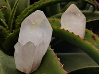 Natural Quartz Crystals x 12 From Madagascar