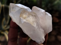 Natural Quartz Crystals x 12 From Madagascar