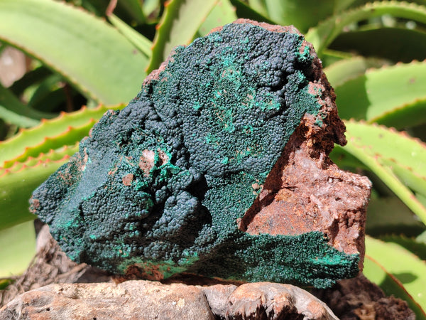 Natural Botryoidal Malachite Specimens x 2 From Congo