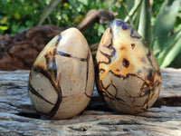 Polished Septerye Eggs x 3 From Mahajanga, Madagascar