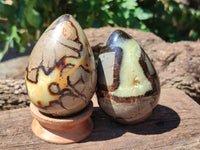 Polished Septerye Eggs x 3 From Mahajanga, Madagascar