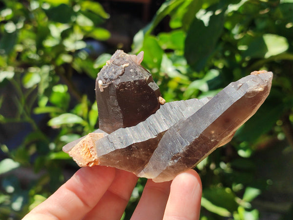 Natural Smokey Quartz Clusters x 11 From Erongo, Namibia