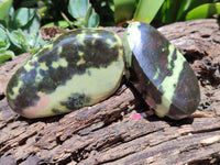 Polished Leopard Stone Free Forms x 5 From Nyanga, Zimbabwe