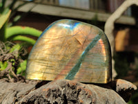 Polished Labradorite Standing Free Forms x 3 From Tulear, Madagascar