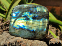 Polished Labradorite Standing Free Forms x 3 From Tulear, Madagascar