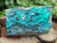 Natural Chrysocolla With Malachite Specimens x 5 From Congo