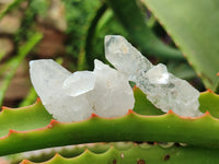 Natural Quartz Crystals x 70 From Mpika, Zambia