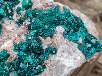 Natural Dioptase Cabinet Specimen x 1 From Congo