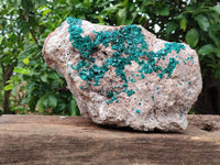 Natural Dioptase Cabinet Specimen x 1 From Congo