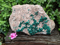 Natural Dioptase Cabinet Specimen x 1 From Congo