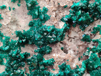 Natural Dioptase Cabinet Specimen x 1 From Congo