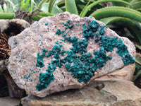 Natural Dioptase Cabinet Specimen x 1 From Congo