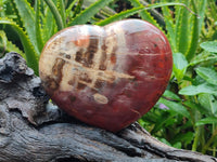 Polished Podocarpus Petrified Wood Heart x 1 From Mahajanga, Madagascar