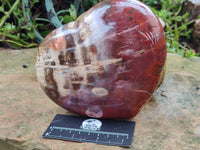 Polished Podocarpus Petrified Wood Heart x 1 From Mahajanga, Madagascar