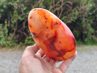 Polished Carnelian Standing Free Forms x 3 From Madagascar