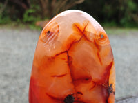 Polished Carnelian Standing Free Forms x 3 From Madagascar