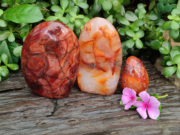 Polished Carnelian Standing Free Forms x 3 From Madagascar