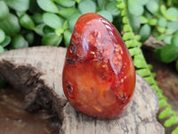 Polished Carnelian Standing Free Forms x 3 From Madagascar