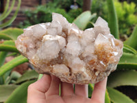 Natural Spirit Quartz Cluster x 1 From Boekenhouthoek, South Africa