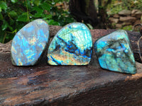 Polished Labradorite Standing Free Forms x 3 From Tulear, Madagascar