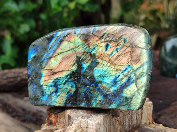 Polished Labradorite Standing Free Forms x 3 From Tulear, Madagascar