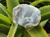 Natural Blue Lace Agate Geode Specimens x 9 From Nsanje, Malawi