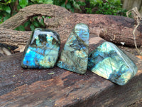 Polished Labradorite Standing Free Forms x 3 From Tulear, Madagascar